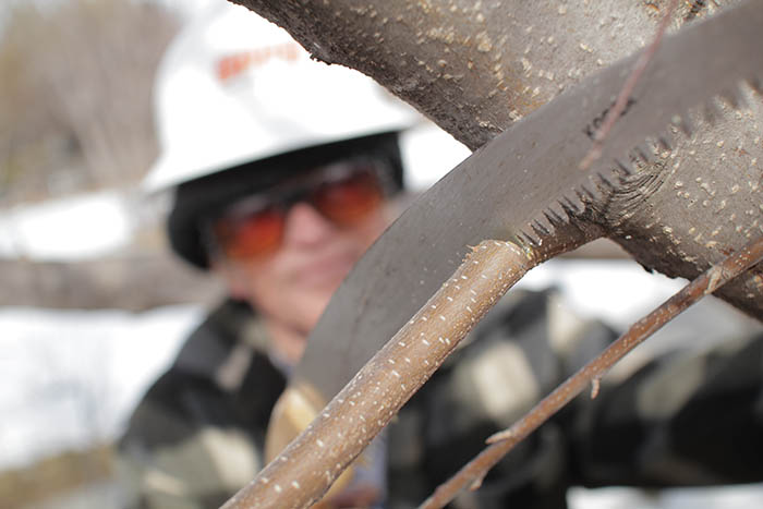 Close-up photo of saw demonstrating proper tree pruning technique