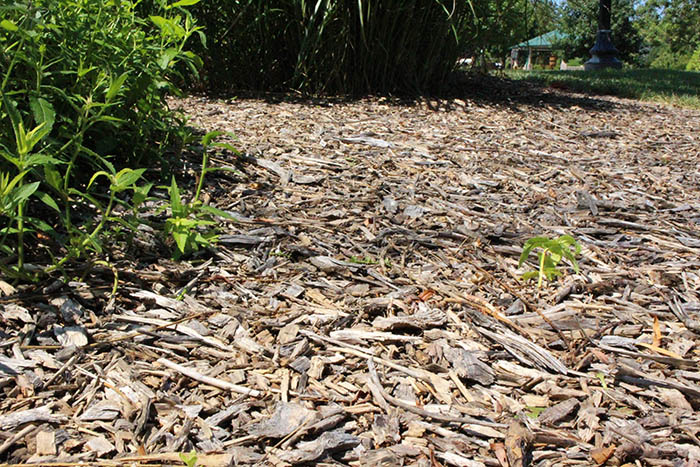 arboretum in winter, close-up photo of mulch trail at OPPD Arboretum