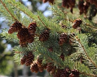 arboretum in summer, pinecones on a branch