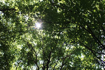 arboretum in summer, tree canopy looking up towards sun