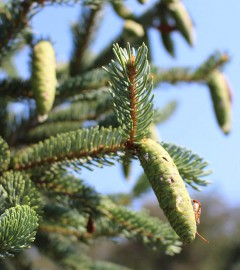 arboretum in summer, close-up on an evergreen tree