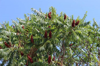 arboretum in summer, flower clusters on a tree