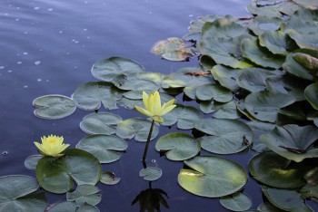 arboretum in summer, lily pads on the pond at OPPD Arboretum