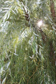 arboretum in summer, close-up of the weeping willow tree