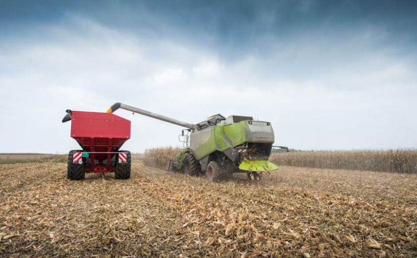 harvest safety, combine in a corn field harvesting grain