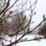 TRE_Arboretum, winter_Branch bud