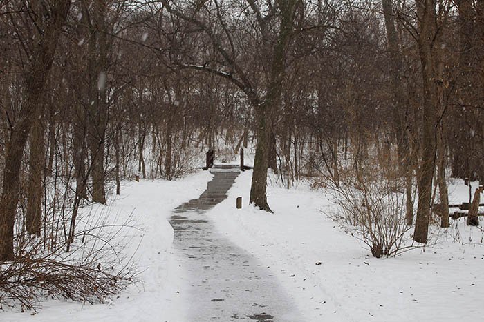 TRE_Arboretum, winter_Path With Bridge