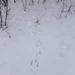 TRE_Arboretum, winter_Rabbit Tracks