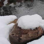 TRE_Arboretum, winter_Rock