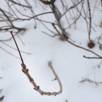 TRe_Arboretum, winter_Branch