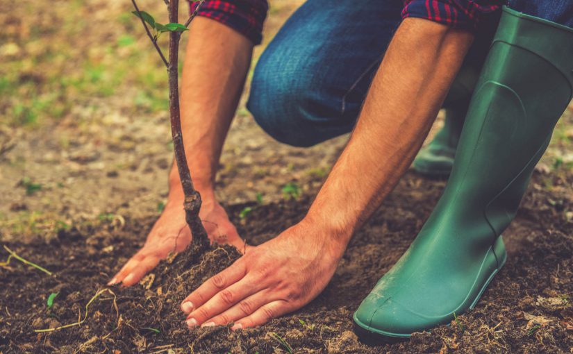 TRE_Best Types to Plant