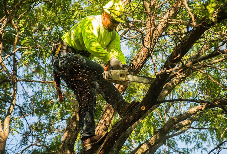 tree trimming