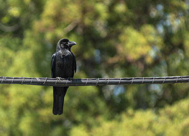 56496189 – the crow which stops on an electric wire
