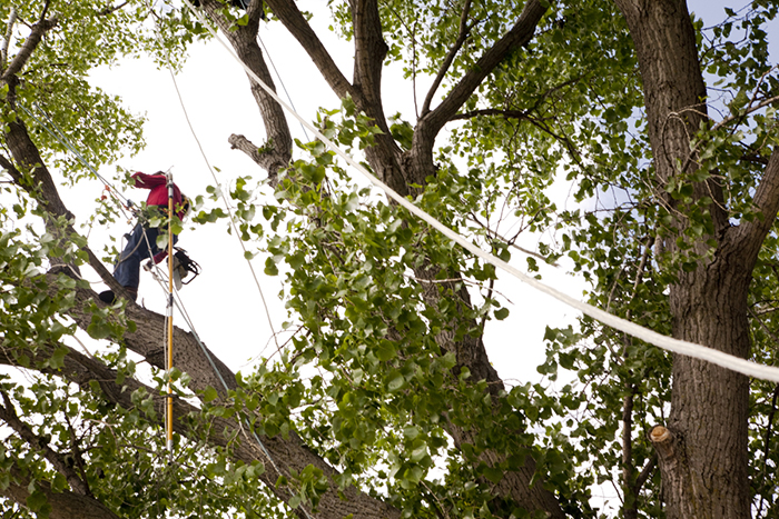 tree maintenance
