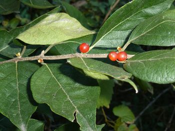 ARTSY Hemlocks & the 3 Berries – TZ