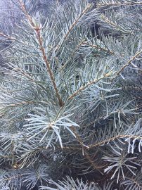 ARTSY_needlework_Paula