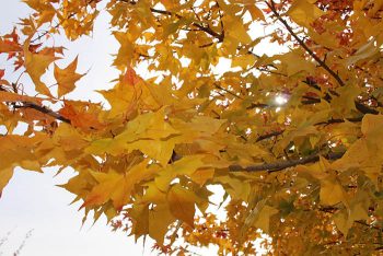 COLORS_All Yellow_Jodi