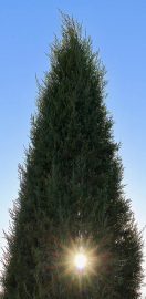 COLORS_Heartbeat_Cris