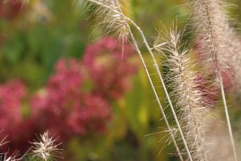 COLORS_Perspective_Jodi