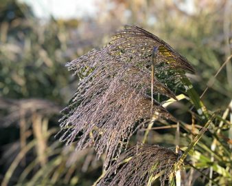 COLORS_Tassle Grass_Laura