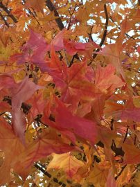 COLORS_hangin’_in_there_Paula