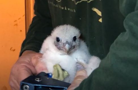 peregrine falcon chicks
