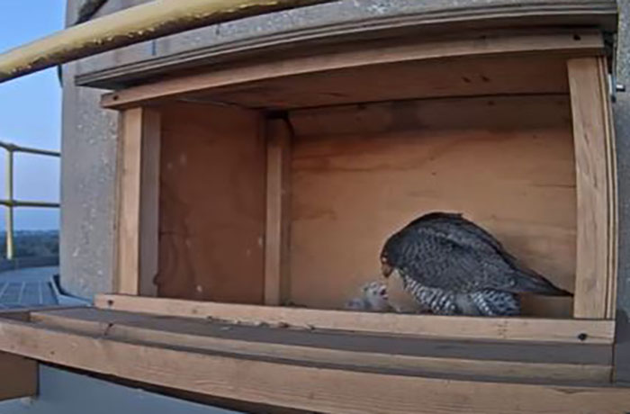 peregrine falcon chicks, the mother falcon feeds three chicks on May 8, 2020