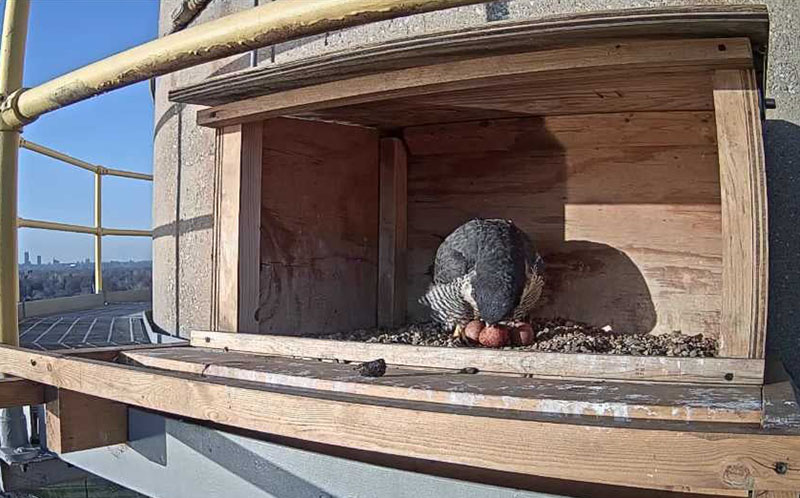 ENV_Eggs Appear_three eggs homepage