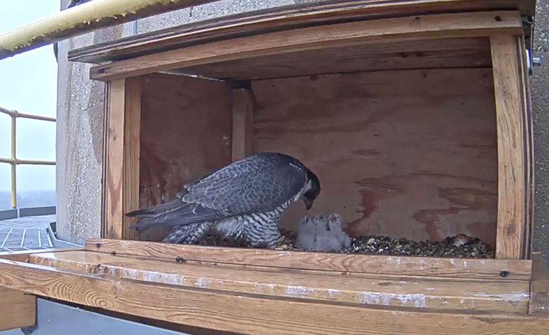 Clark, the resident female, feeds her four new chicks on May 9, 2021, OPPD falcon
