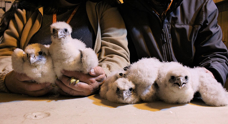 ENV_Banding Chicks_homepage