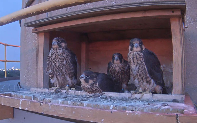 Four young peregrine falcons in the box at OPPD's North Omaha Station power plant