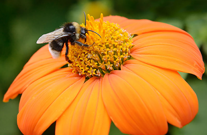 bumblebee on an orange flower pollinator program